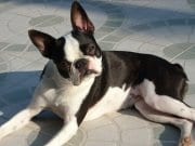 Boston Terrier posing for a picture