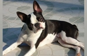 Boston Terrier posing for a picture