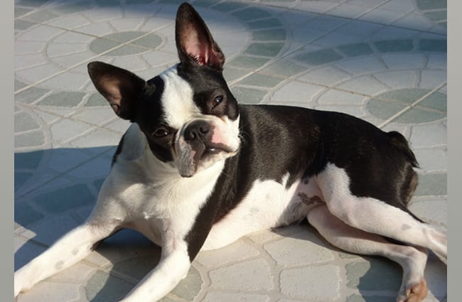 He was raised by cats : r/BostonTerrier