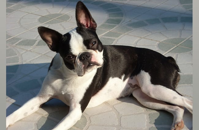 Boston Terrier posing for a picture