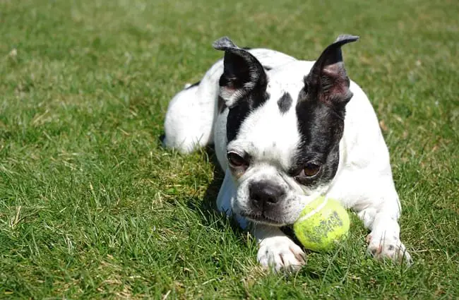 Boston Terrier in the yard with his ball