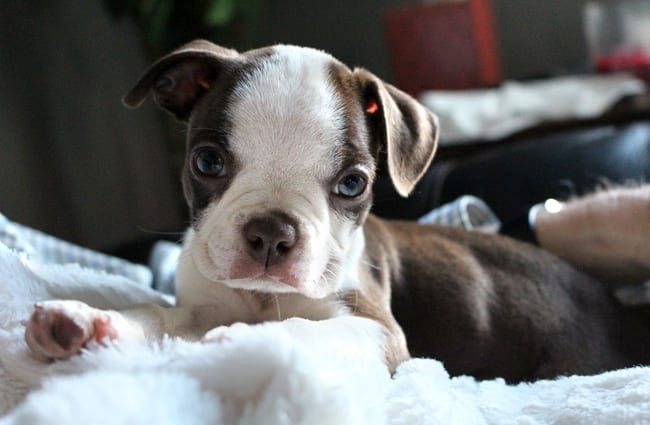 Boston Terrier puppy relaxing on his blanket