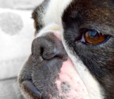 Closeup Of A Boston Terrier&#039;S Snout