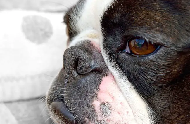 Closeup of a Boston Terrier&#039;s snout