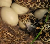 Bullsnake Eating A Mallard Duck&#039;S Egg Photo By: Usfws Mountain-Prairie Https://Creativecommons.org/Licenses/By/2.0/