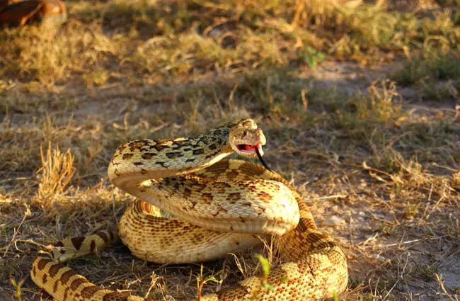 Bullsnake threatening Photo by: Dallas Krentzel https://creativecommons.org/licenses/by/2.0/