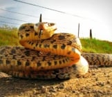 Bullsnake Coiling Up To Strikephoto By: Paul Klinehttps://Creativecommons.org/Licenses/By/2.0/