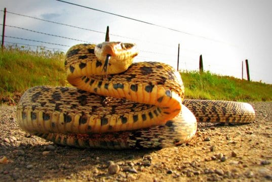 Bullsnake coiling up to strikePhoto by: Paul Klinehttps://creativecommons.org/licenses/by/2.0/