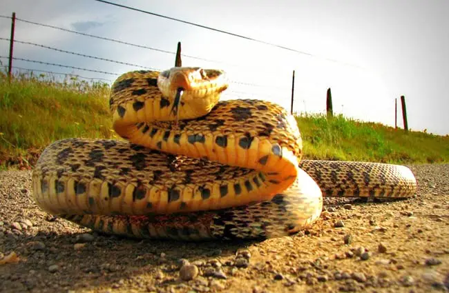 Bullsnake coiling up to strikePhoto by: Paul Klinehttps://creativecommons.org/licenses/by/2.0/