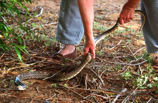 Large bullsnake being moved to the garden Photo by: Louis https://creativecommons.org/licenses/by/2.0/
