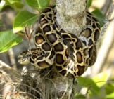 Burmese Python In A Tree
