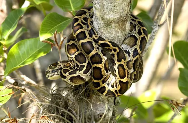 Burmese python in a tree