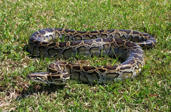 Burmese python in the yard