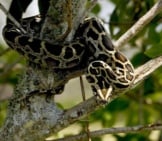 Burmese Python Perched In A Tree