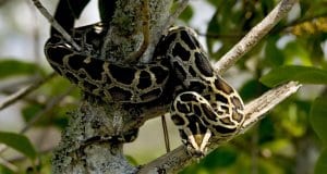 Burmese python perched in a tree