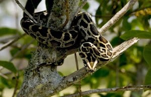 Burmese python perched in a tree
