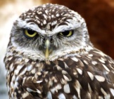 Beautiful Burrowing Owl