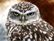 Burrowing Owl Beautiful burrowing owl