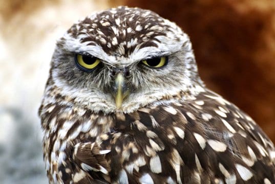 Beautiful burrowing owl