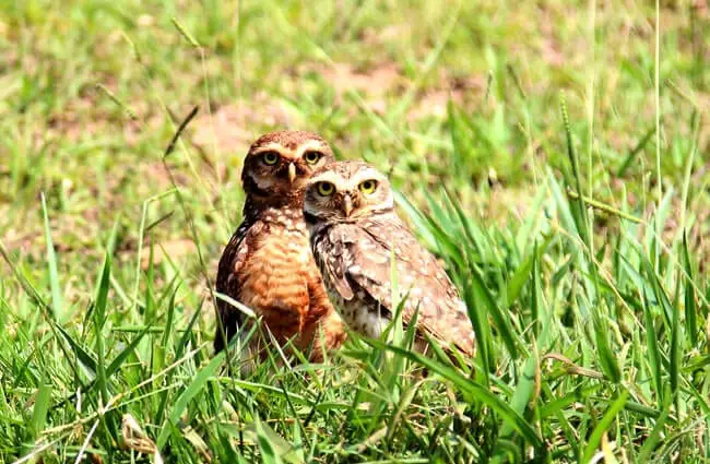 A pair of burrowing owls