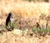 Burrowing Owl Standing Watch Over Its Burrow