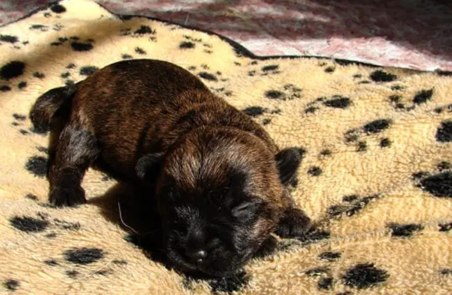 Cairn Terrier puppy on a blanket.