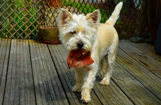 Cairn Terrier with a rawhide chew.