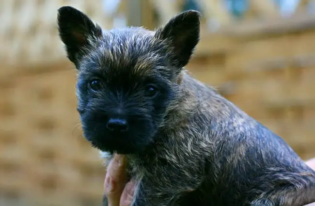 Cairn Terrier puppy.