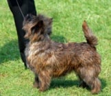Cairn Terrier In The Show Ring. Photo By: Brad L. Https://Creativecommons.org/Licenses/By-Sa/2.0/