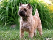 Cairn Terrier Portrait of a Cairn Terrier in the garden.Photo by: peter baelehttps://creativecommons.org/licenses/by-sa/2.0/