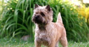 Portrait of a Cairn Terrier in the garden.Photo by: peter baelehttps://creativecommons.org/licenses/by-sa/2.0/
