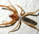 Closeup Of A Wind Scorpion (Camel Spider) Photo By: David~O Https://Creativecommons.org/Licenses/By/2.0/