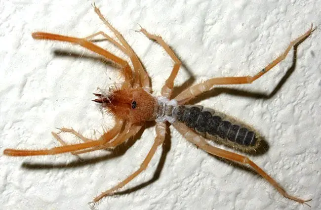 Closeup of a Wind Scorpion (Camel Spider) Photo by: David~O https://creativecommons.org/licenses/by/2.0/