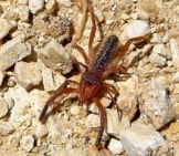 Camel Spider In The Rocky Drive. Photo By: Gailhampshire Https://Creativecommons.org/Licenses/By/2.0/