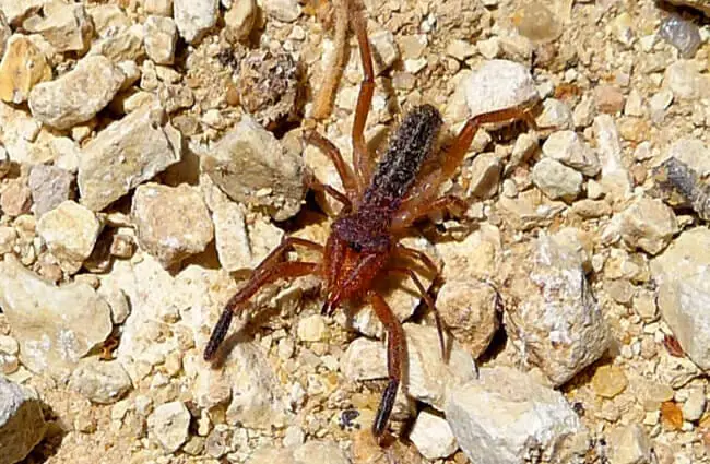 Camel Spider in the rocky drive. Photo by: gailhampshire https://creativecommons.org/licenses/by/2.0/