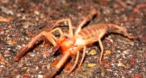 Closeup of a Sun Spider (Camel Spider)Photo by: (c) MountainKing www.fotosearch.com