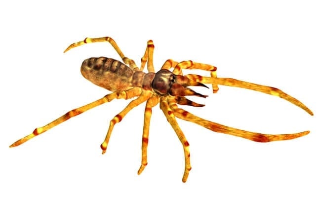 Camel Spider illustrationPhoto by: (c) MIRO3D www.fotosearch.com