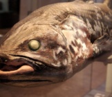 A Stuffed Coelacanth At Eth University, Zurichphoto By: By Todd Huffman Cc By 2.0 Https://Creativecommons.org/Licenses/By/2.0