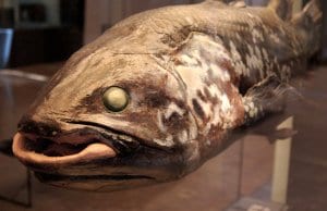 A stuffed Coelacanth at ETH University, ZurichPhoto by: By Todd Huffman CC BY 2.0 https://creativecommons.org/licenses/by/2.0