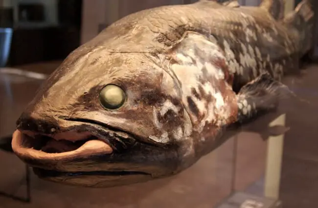 A stuffed Coelacanth at ETH University, ZurichPhoto by: By Todd Huffman CC BY 2.0 https://creativecommons.org/licenses/by/2.0