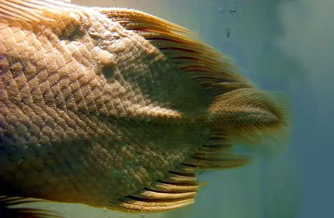 The caudal fin of a coelacanth Photo by: By Pascalou petit CC BY-SA 3.0 https://creativecommons.org/licenses/by-sa/3.0