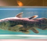 Coelacanth Display At The Natural History Museum Of Nantes Photo By: Daniel Jolivet Https://Creativecommons.org/Licenses/By/2.0/