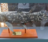 Stuffed Indonesian Coelacanth Photo By: By Claudio Martino Cc By-Sa 4.0 Https://Creativecommons.org/Licenses/By-Sa/4.0