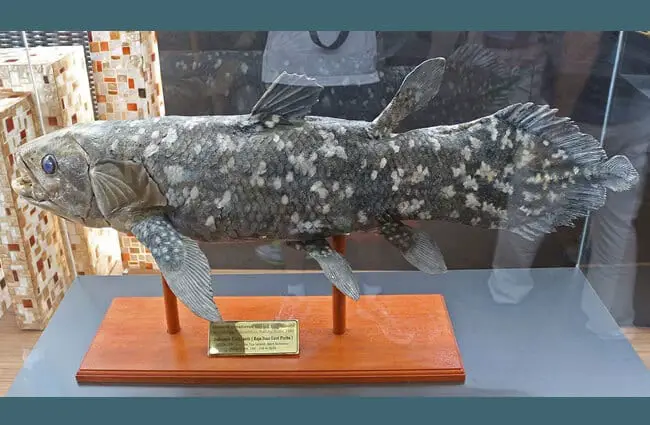 Stuffed Indonesian coelacanth Photo by: By Claudio Martino CC BY-SA 4.0 https://creativecommons.org/licenses/by-sa/4.0