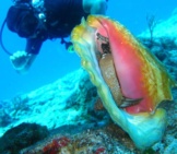 Diver Approaching Live Conch