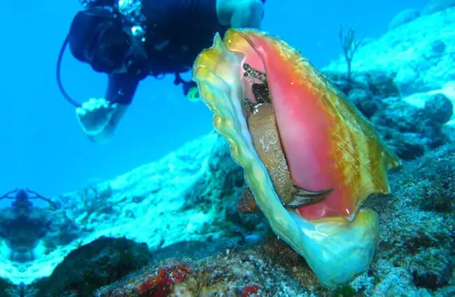 Diver approaching live Conch