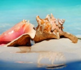Queen Conch Shells On The Beach In The Caribbeanphoto By: (C) Subbotina Www.fotosearch.com
