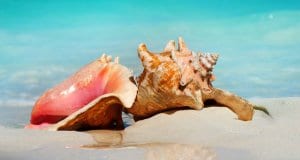 Queen Conch shells on the beach in the CaribbeanPhoto by: (c) Subbotina www.fotosearch.com