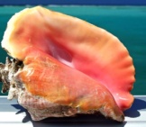 Conch Shell From The Caribbean Photo By: (C) Lionstrong Www.fotosearch.com