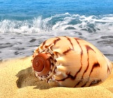 Conch Shell On The Beach Photo By: (C) Vencavolrab Www.fotosearch.com
